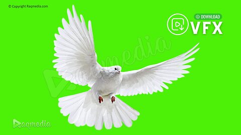 Dove Flying Pigeon Bird Green Screen Chroma Key Video Raqmedia