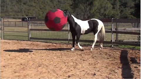 Soccer-loving horse plays with giant ball