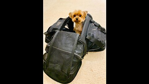 Smiling Paws Pets - TSA Airline Approved Pet Carrier for Small Dogs and Cats - Expandable - Com...