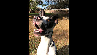 Having Fun Training a Happy Great Dane Puppy