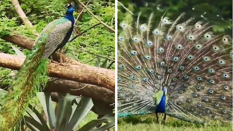 Like seeing the sweet voice of a peacock and the beauty of its feathers