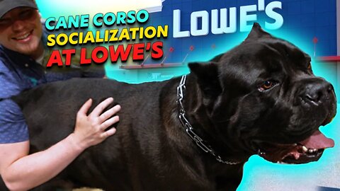 Cane Corso Goes To Lowe's Home Improvement - Socialization