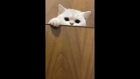 Cat playing hide and seek❤️🤣🤣