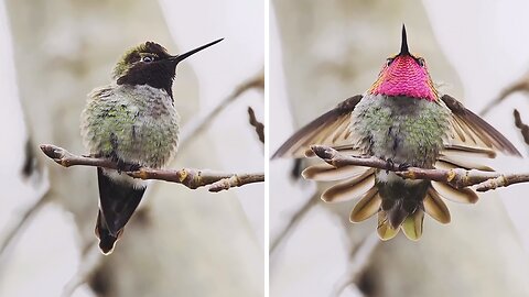 Wildlife Photographer Captures Hummingbird's Radiant Colors