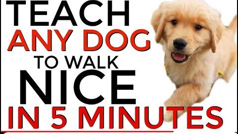 Teach ANY dog to walk nich on the leash 5 MINUTES DOGS TRAINING RESULT