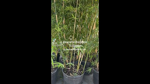 Graceful Bamboo 15 gallon plants - Ocoee Bamboo Farm 407-777-4807