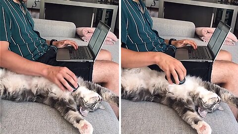 Cat Hilariously Works As A Personal Mouse Pad