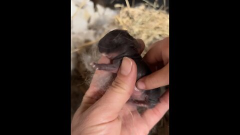 New Baby Bunnies Born Today!