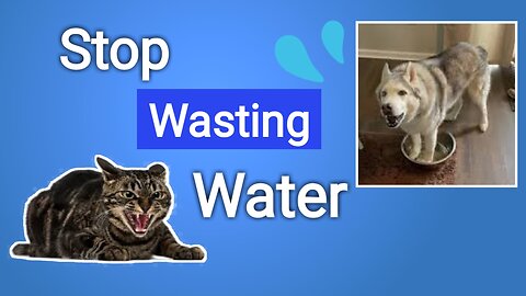 Sibling Rivalry Cat vs Husky Battle of the Water Bowl, Face Off in Epic Showdown #PetSiblings #Viral