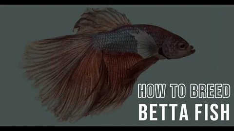 How To Breed Betta Fish ~ Quick | Educational | For Beginners
