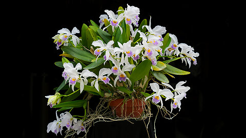 2023-7 July St. Augustine Orchid Society's Virtual Show Table