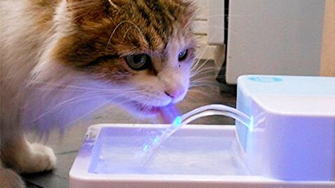 10 Cool Amazon GADGETS For CATS That Are Worth Buying