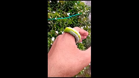 larva bite green nature in my garden #garden #green