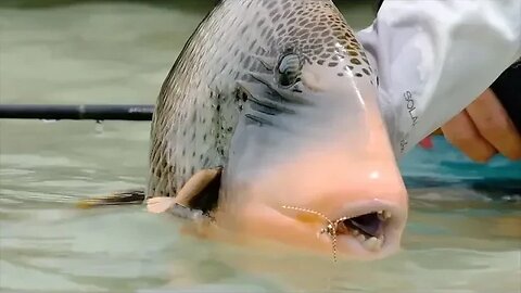 "FLAT OUT STRANGE" - Triggerfish Nirvana - Tourette Fly Fishing