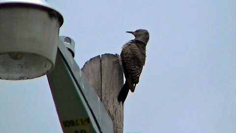 IECV NV #656 - 👀 Northern Flicker - Woodpecker Up On The Light Pole Grooming It's Self 6-28-2018