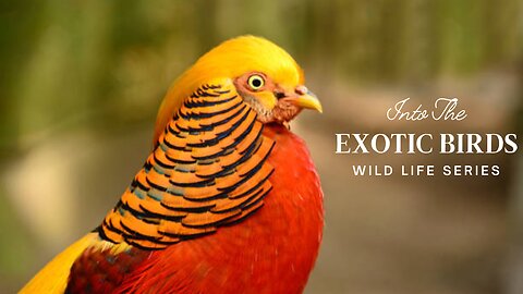 Beautiful Golden Pheasants and Wading Birds | Nature And Wildlife Video