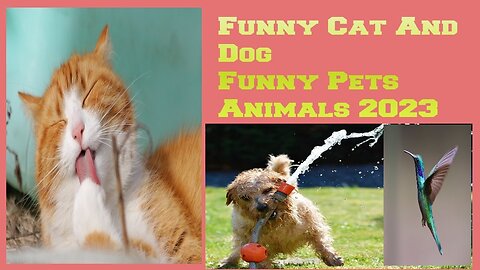 Funniest Pet Videos | Funniest Animals 2023 - Funniest Cats and Dogs