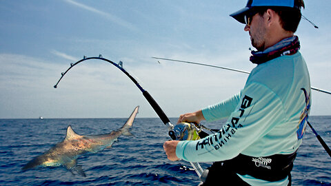 Massive Blacktip Sharks and a Huge Dolphin