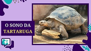 Fatores Importantes para o SONO das TARTARUGAS