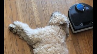 Robot Vacuum Interferes With Dog's Nap Accomplishes Nothing