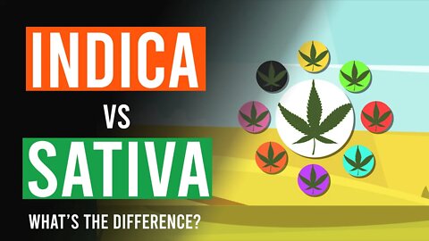 Cannabis Indica vs Cannabis Sativa: Whats the Difference?