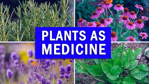 5 Powerful Medicinal Plants You Must Have At Home