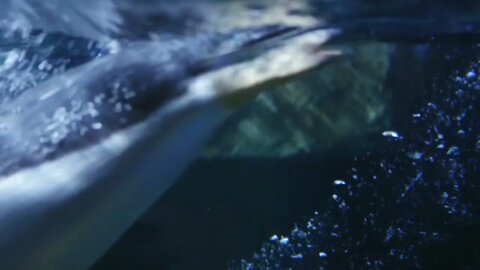 Gentoo penguins swimming through the water