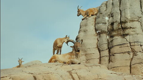 Baby ibex descends mountain to escape a fox/planet earth
