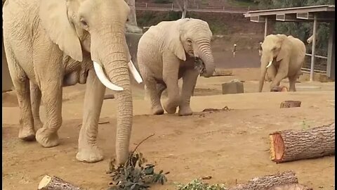 Top elephant's Compilation in safari park life II Beautiful Elephant