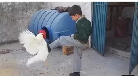 Rooster Angry Attack Child