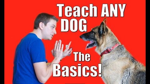 Dog Training 101: How to Train ANY DOG the Basics