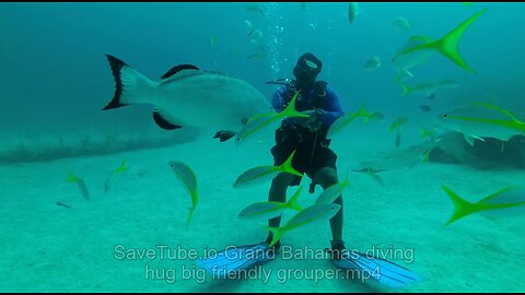 Grand Bahamas diving hug big friendly grouper