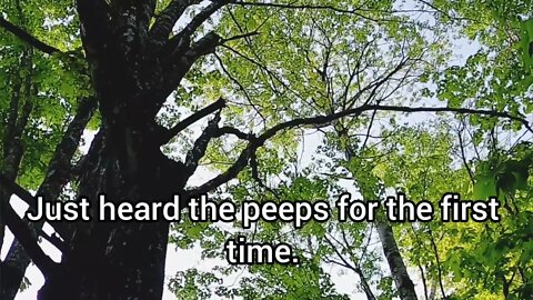 Peeping Baby Woodpeckers