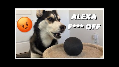 My HUSKY Talks To ALEXA | (She Beat up Alexa!)