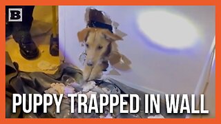 Paw Patrol! Firefighters Break Open Wall to Free Trapped Puppy