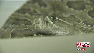 Up close with Nebraska snakes