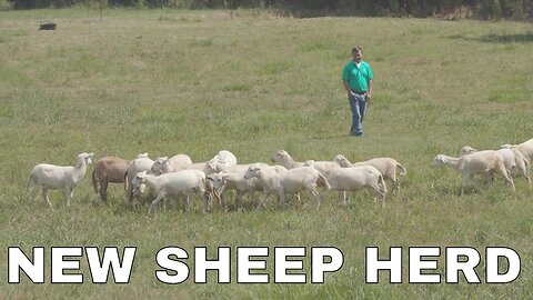 New Sheep Heard | Rocky Lindsey, UAM
