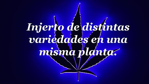 ¡Cómo injertar diferentes variedades en la misma planta de marihuana!