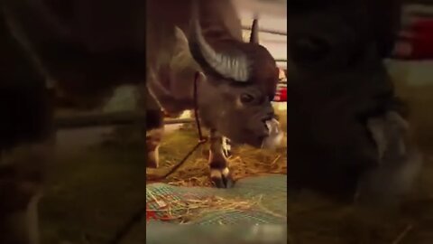 Very unique and amazing buffalo