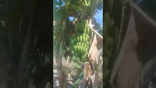 Quantos cachos de banana você viu nesse vídeo?? deixe nos comentários