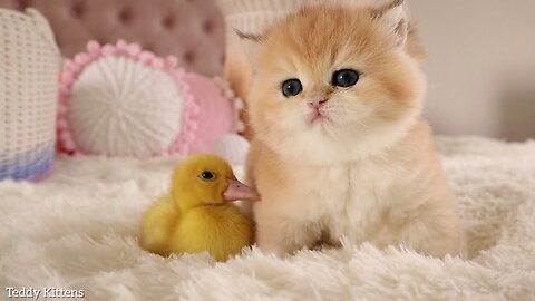 The little kittens are friends with the duckling. 😻 Too cute