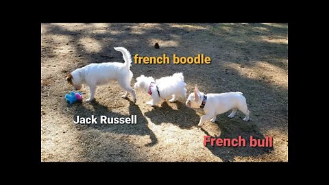 Jack Russell and French Boodle and French Bull 🥰天上掉下个小小嘶