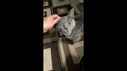 Cat Scratches