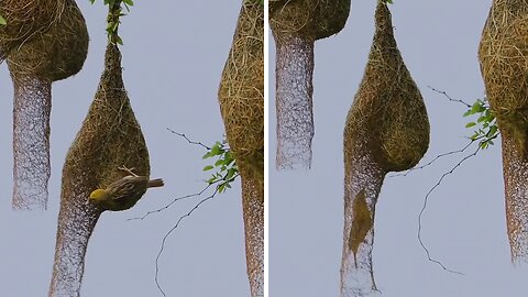 This Bird Builds An Incredibly Unique Nest