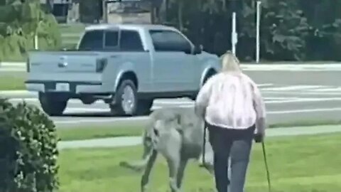Woman walking massive BEAST in viral video amazes viewers who debate whether it's a wolf or a dog