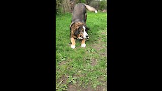 Playful Bernese Sheppard Mix