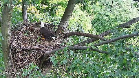 Hays Eagles Eagle In! Mom or Visitor? Come on into chat and share your thoughts! 9-26-2023 10:16am