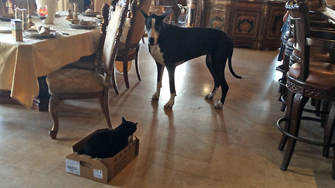 Funny Great Dane talks to cat and carries box to her bed