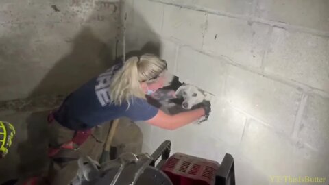 Firefighters rescue dog trapped between two concrete walls