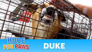 Dog rescue: Duke, abandoned in downtown Los Angeles.